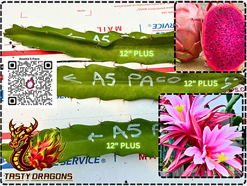Asunta 5 Paco Dragon Fruit