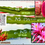 Miniatura: Asunta 5 Paco Dragon Fruit