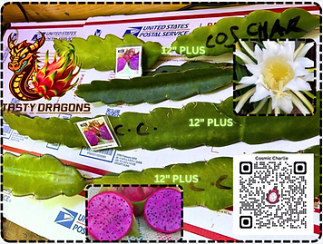 Cosmic Charlie Dragon Fruit