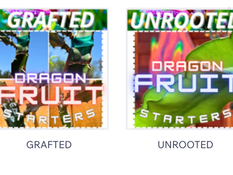 Dragon Fruit Varieties: A Comprehensive Guide
