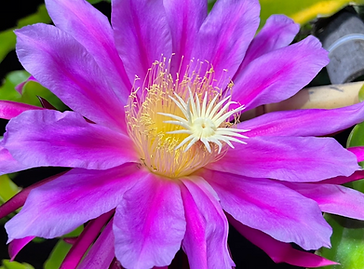 Jade Red Dragon Fruit