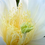 Miniatura: Esmeralda Dragon Fruit STARTER