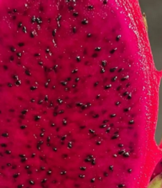 Venus Dragon Fruit