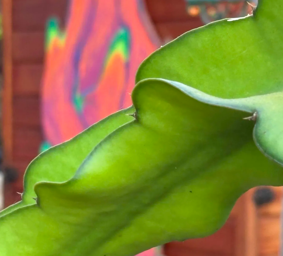 Dragon fruit plants, also known as pitaya, are fascinating cacti that produce vibrant, delicious fruits. Growing these exotic plants can be rewarding, but they require specific care to thrive and bear fruit. Whether you are a beginner or have some experience, understanding the secrets to successful dragon fruit cultivation will help you enjoy healthy plants and bountiful harvests.