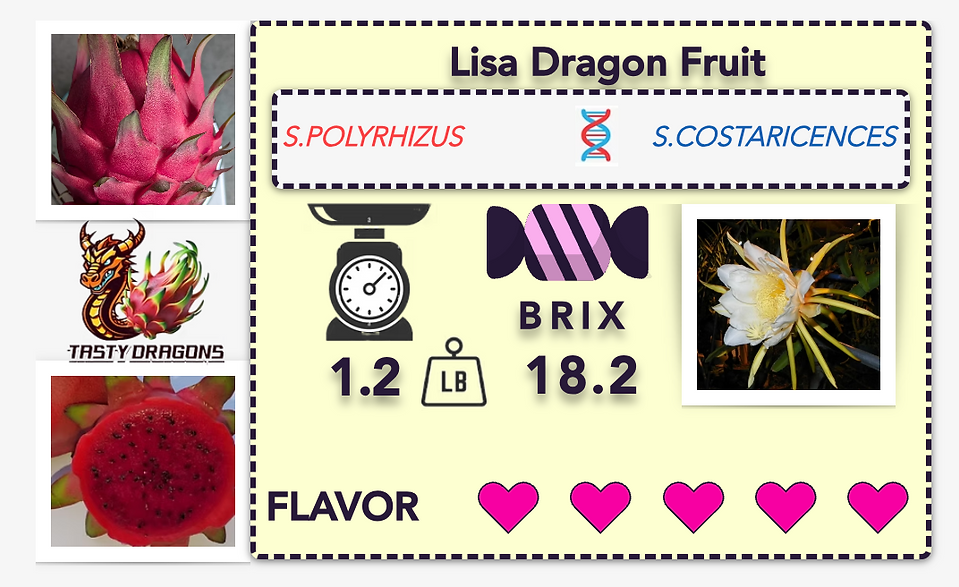 Lisa Dragon Fruit