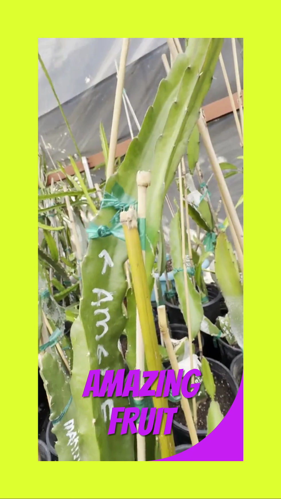 Thumbnail: Amelie Dragon Fruit