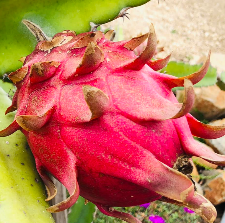 Miniatura: Red Leonardo Dragon Fruit STARTER