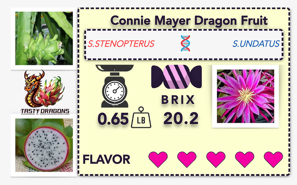 Thumbnail: Connie Mayer Dragon Fruit