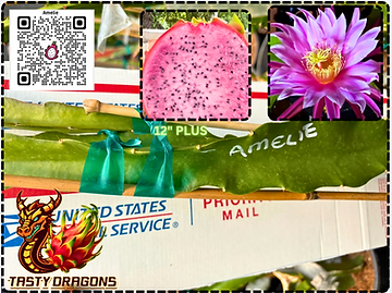 Amelie Dragon Fruit
