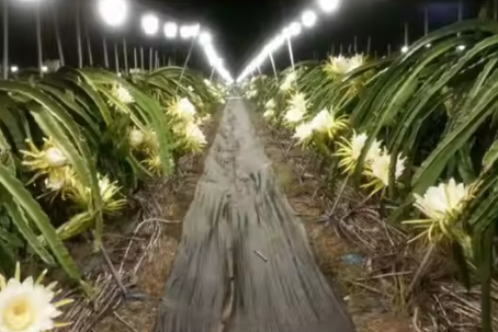 Using LED Grow Lights for Your Dragon Fruit Plants