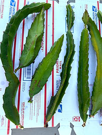 Natural Mystic Dragon Fruit