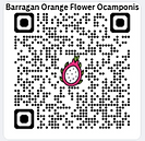 Barragan Orange-Flower Ocamponis Dragon Fruit