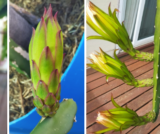 Thumbnail: Arizona Purple Dragon Fruit