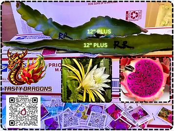 Robles Red Dragon Fruit