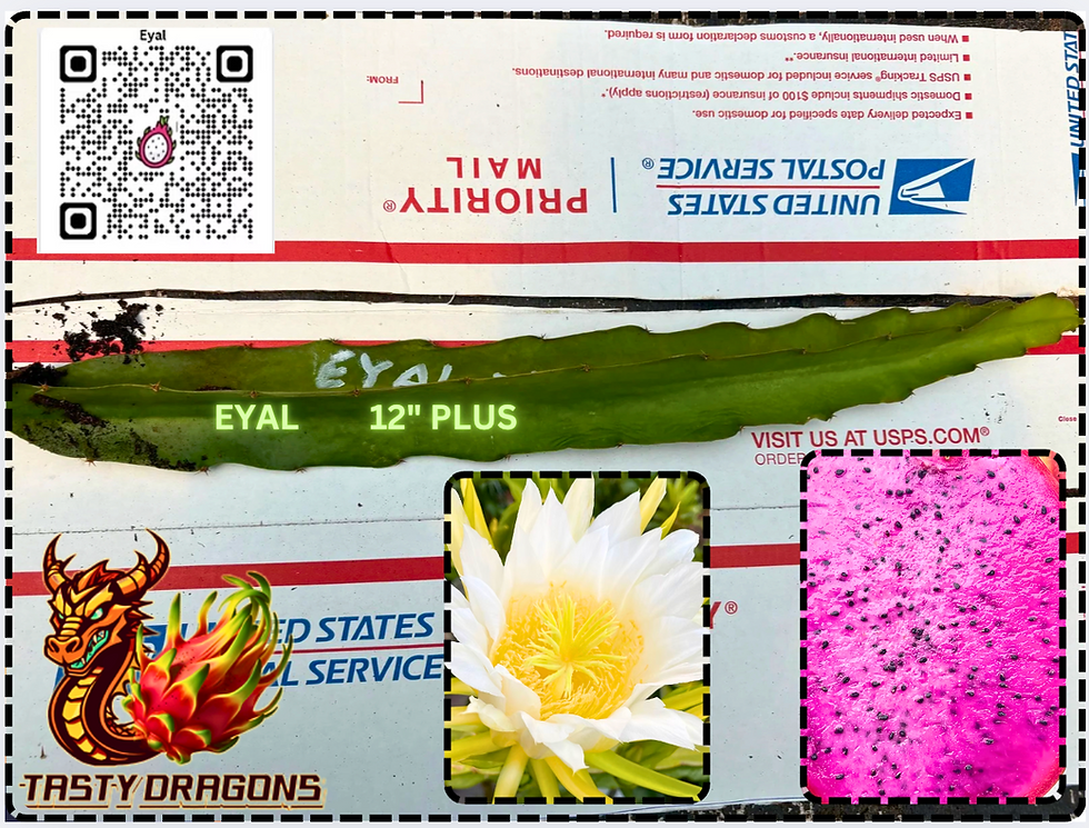 Miniatura: Eyal Dragon Fruit STARTER