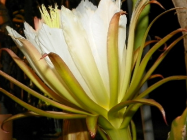 Sugar Dragon Dragon Fruit