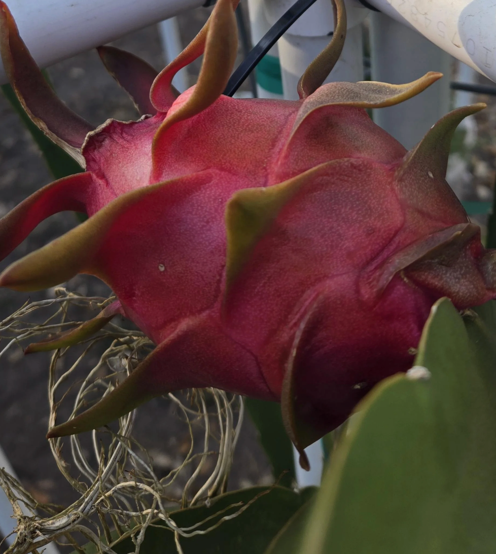 Thumbnail: Taiwan Thornless Big Red Dragon Fruit