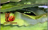 Valdivia Roja Dragon Fruit