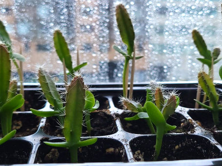 How to Grow Dragon Fruit Indoors - Indoor Grow Guide