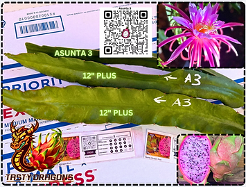 Asunta 3 Dragon Fruit