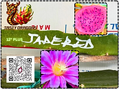 Jade Red Dragon Fruit