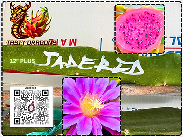 Jade Red Dragon Fruit