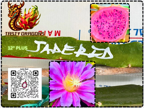 Jade Red Dragon Fruit STARTER | Tasty Dragons