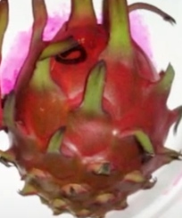 Miniatura: San Ignacio Dragon Fruit STARTER