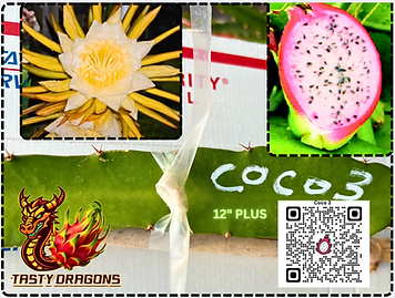 Coco 3 Dragon Fruit