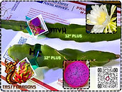 Halleys Comet Dragon Fruit