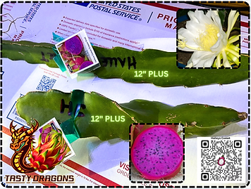 Halleys Comet Dragon Fruit