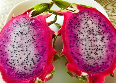 Chameleon Dragon Fruit