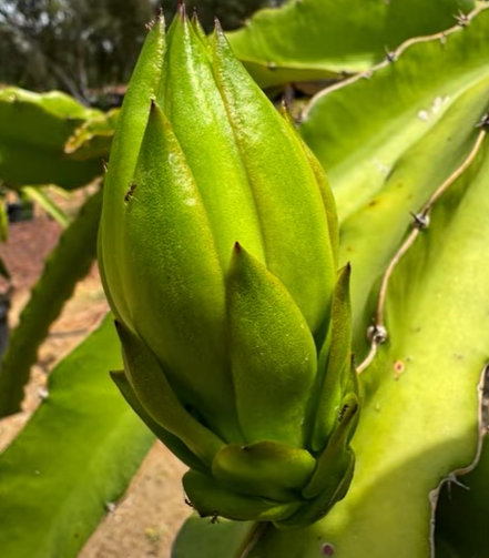 Thumbnail: Esmeralda Dragon Fruit STARTER