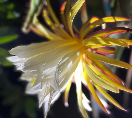 Thumbnail: Tricia Dragon Fruit STARTER