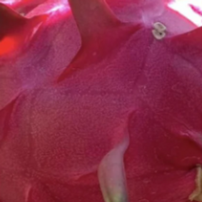 Manila Red Dragon Fruit