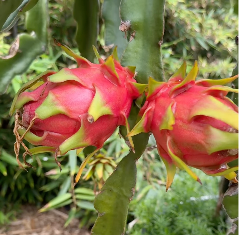 Thumbnail: Maria Fucsia  Dragon Fruit STARTER