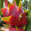 Thumbnail: Delight Dragon Fruit STARTER
