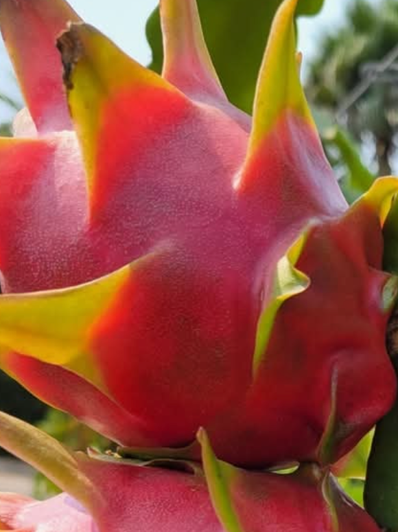 Delight Dragon Fruit