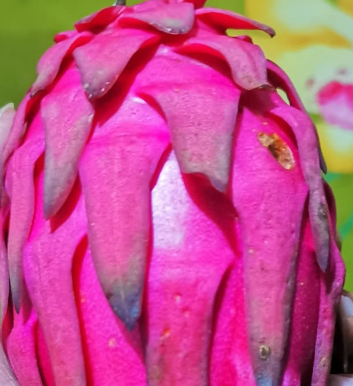 Thumbnail: Trish Dragon Fruit Starter