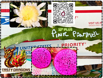 Pink Panther Dragon Fruit