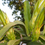 Thumbnail: Delight Dragon Fruit STARTER