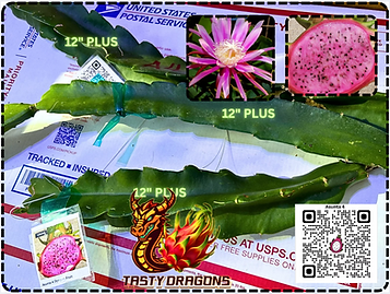 Asunta 4 Dragon Fruit