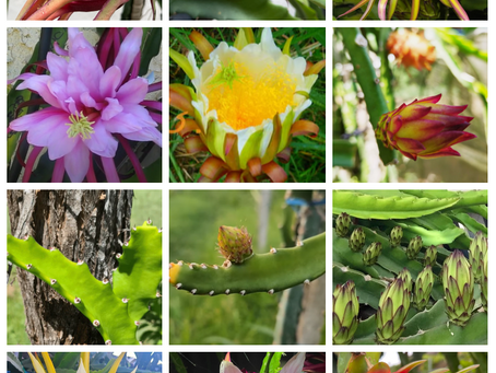 Dragon Fruit Plant Care Tips for a Great Start