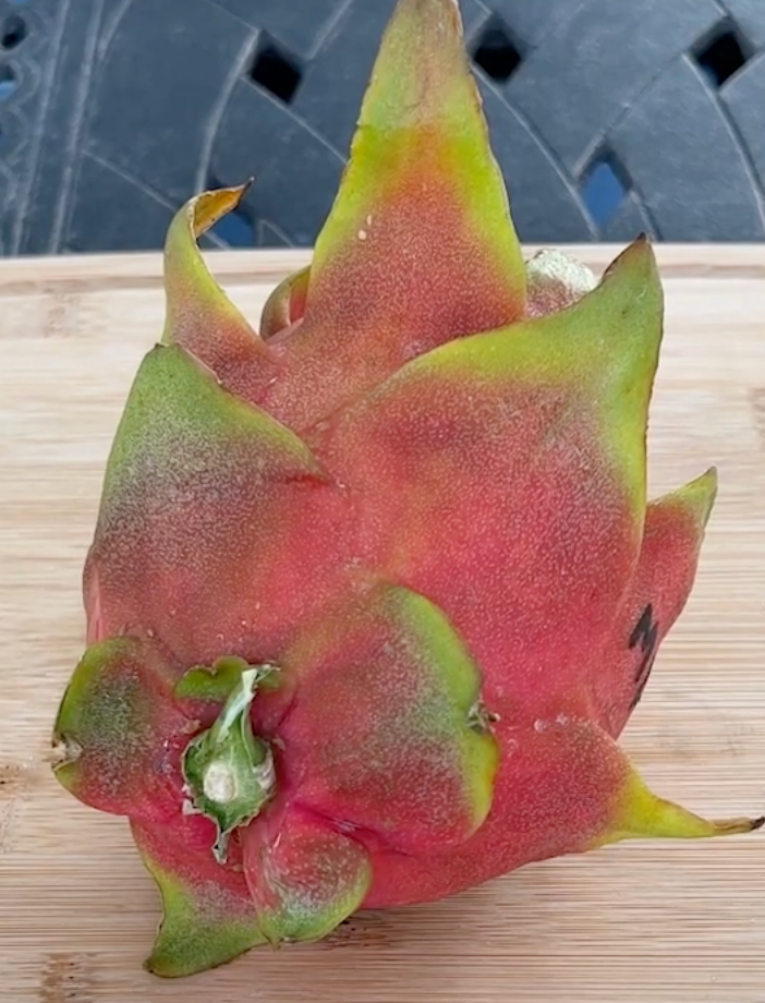 Thumbnail: Maria Fucsia  Dragon Fruit STARTER
