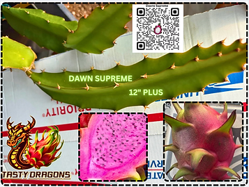 Dawns Supreme Dragon Fruit