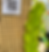 Thumbnail: Thai Gold Dragon Fruit STARTER