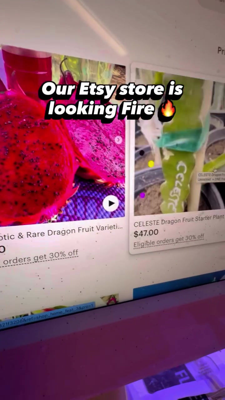 Thumbnail: Israel Yellow Dragon Fruit STARTER