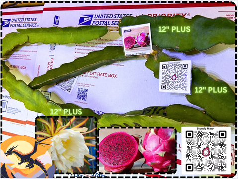 Bloody Mary Dragon Fruit STARTER