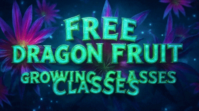 FREE-dragonfruit-classes-2.gif