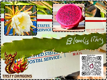 Bloody Mary Dragon Fruit
